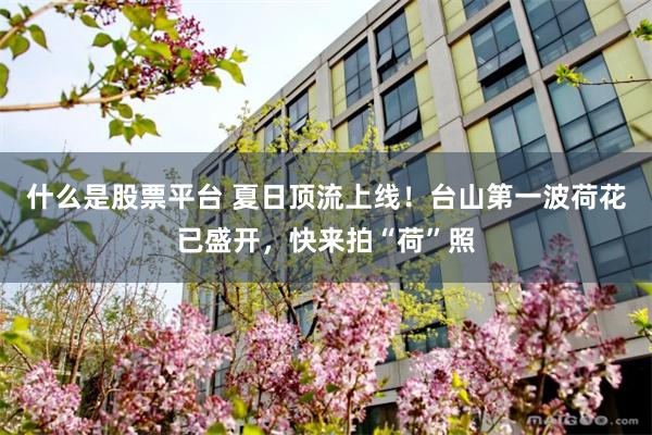 什么是股票平台 夏日顶流上线！台山第一波荷花已盛开，快来拍“荷”照